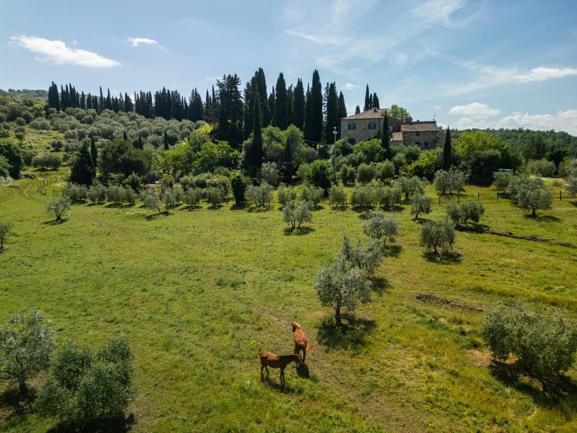 The House , Tuscany And The Pool Villa Castellina in Chianti Exterior photo